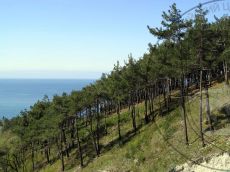 Pinus-pityusa_Дивноморск_массив